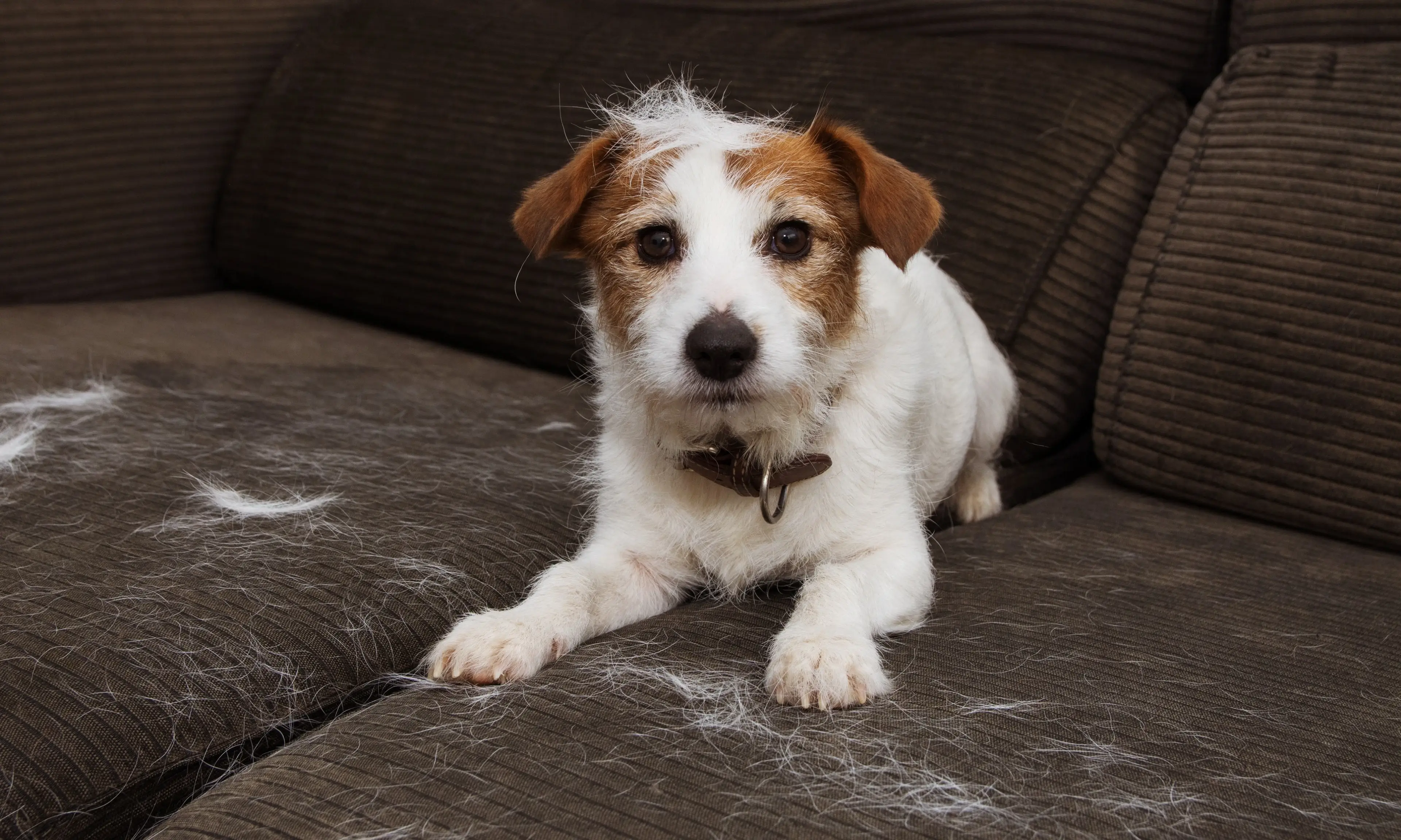 Hayvan Dostlarımız İçin Evde Temiz Hava: Tüy ve Koku Giderme İpuçları