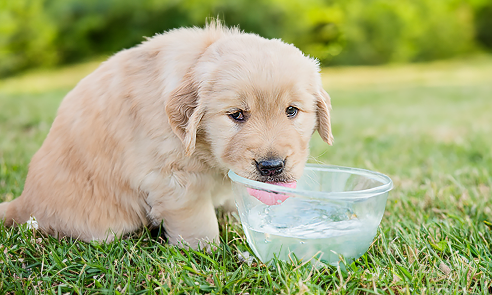 Küçük Dostunuz Su İçmiyorsa Bunları Deneyin: Kedi ve Köpeklere Su İçirme Yolları