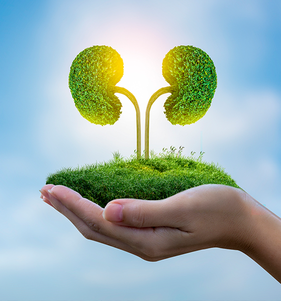 53_b İdrar Yolu Enfeksiyonların Azalmasında Sağlıklı Böbreklerin Payı Büyük