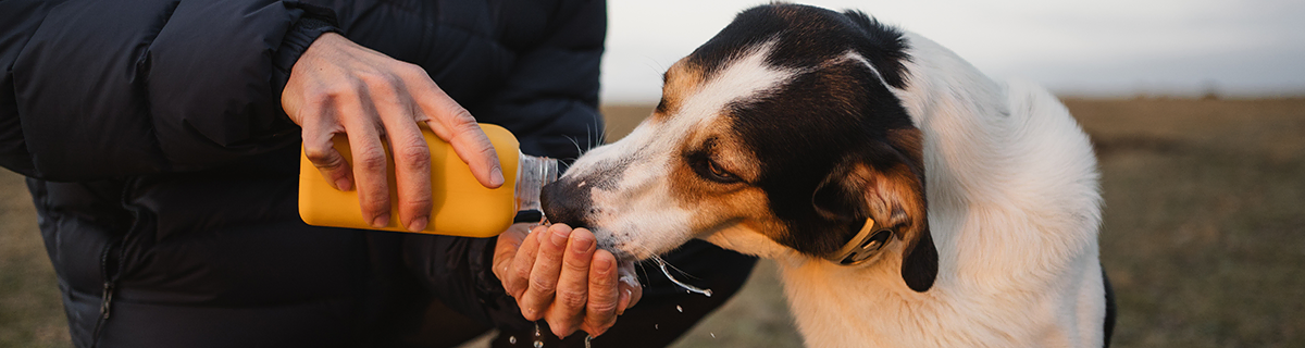 uzun_50 Yeterince Su İçtiğine Emin misiniz?: Evcil Hayvanların Susuz Kaldığı Nasıl Anlaşılır?