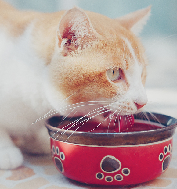 50_a Kedinin Susuz Kaldığı Nasıl Anlaşılır?