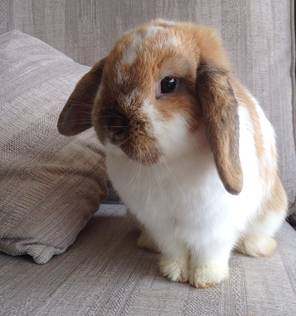 50_b Köpeğin Susuz Kaldığı Nasıl Anlaşılır?